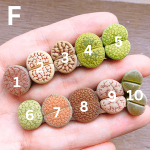 F - Clearance Assorted Lithops
