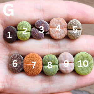 G - Clearance Assorted Lithops
