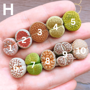 H - Clearance Assorted Lithops