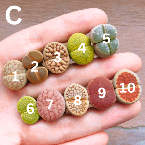 C - Clearance Assorted Lithops