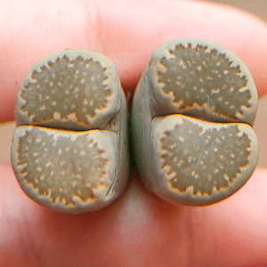 2-head Lithops Salicola 2.7cm