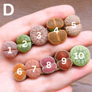 D - Clearance Assorted Lithops