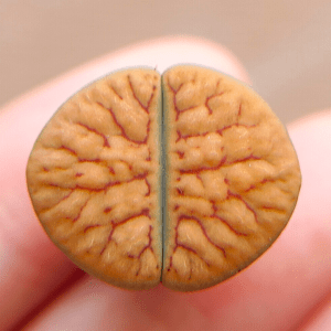 Rare Lithops Schwantesii Nutwerk 1.85cm