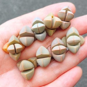 Lapidaria Margaretae (1.5 - 2cm)