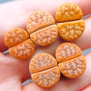 Lithops Cafe Au Lait (1.45 - 1.7cm)