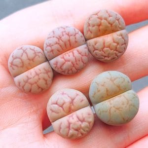 Lithops Nuwa Stone (1.5 - 1.7cm)