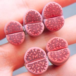 Lithops Bella Ironstone Purple (1.3 - 1.5cm)