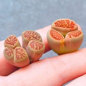 Lithops Kukishogyoku Mutation (2.1 - 2.3cm)