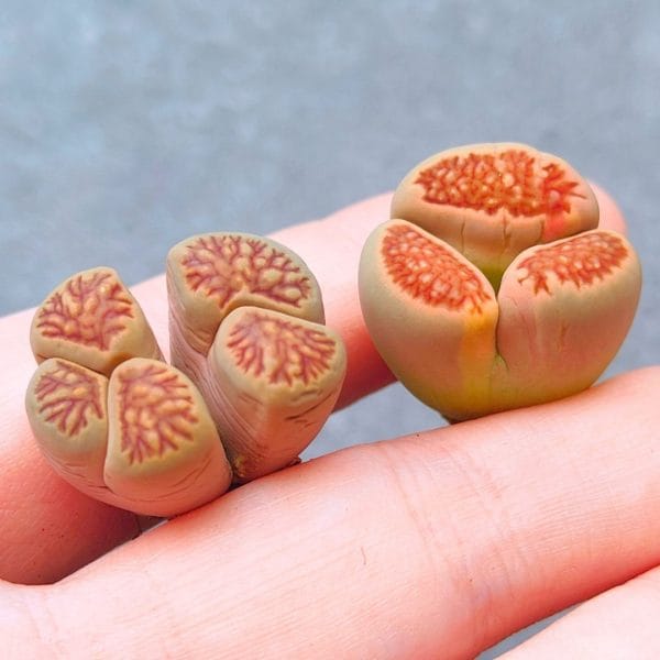 Lithops Kukishogyoku Mutation (2.1 - 2.3cm)