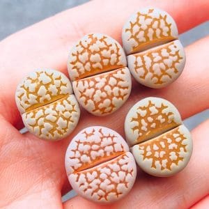 Lithops Julii Golden Line (1.55 - 1.8cm)