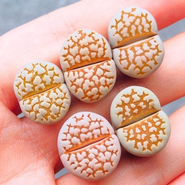 Lithops Julii Golden Line (1.55 - 1.8cm)