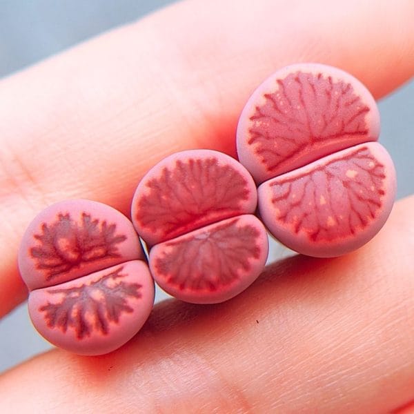 Lithops Pink Kikushogyoku (1.15 - 1.45cm)