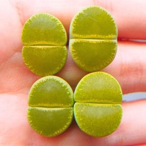 Lithops Green Top (1.7 - 1.8cm)