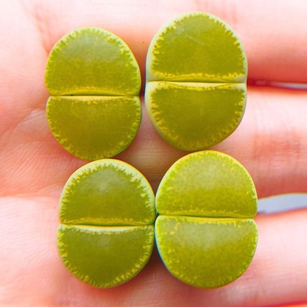 Lithops Green Top (1.7 - 1.8cm)