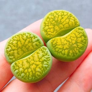 Dinterops Lime Green  (2.5 - 2.7cm)