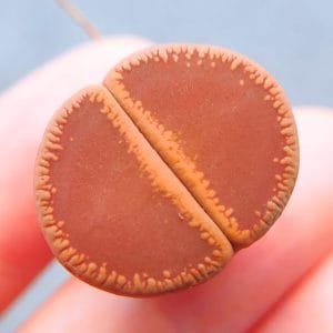 Lithops Aucampiae (2.1cm)