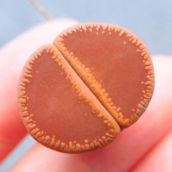 Lithops Aucampiae (2.1cm)