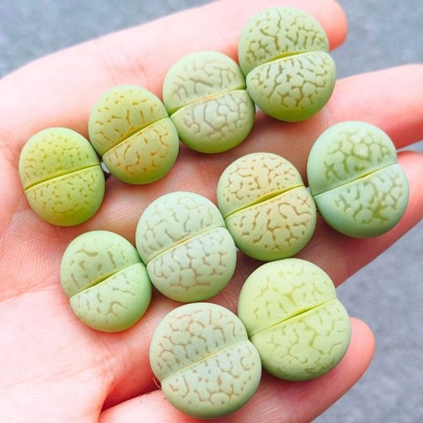 Dinteranthus Vanzylii Emerald (1.6 - 1.95cm)