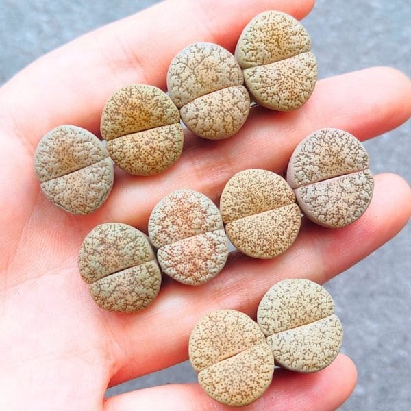 Lithops Burchellii (1.7 - 1.9cm)