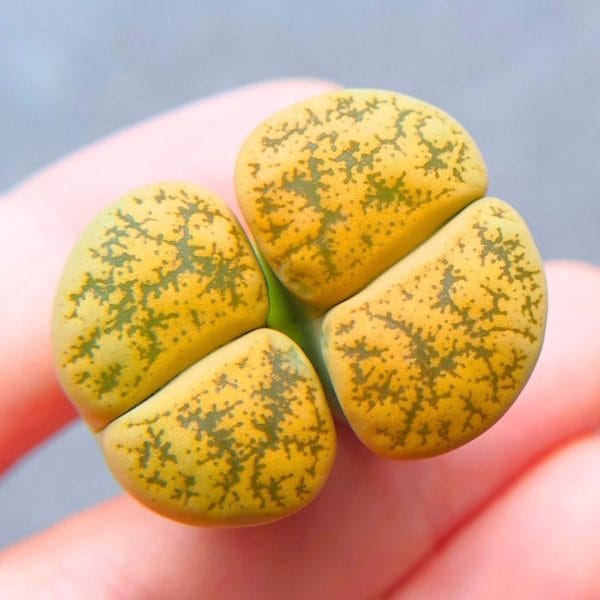 Lithops Lesliei Yellow Tiger 2h (2.7cm)