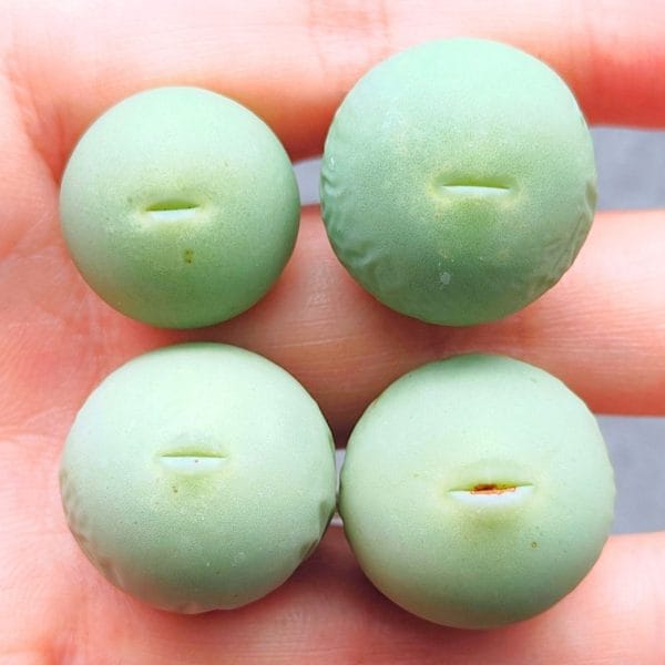 Conophytum Calculus (1.65 - 1.9cm)