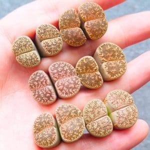 Lithops Venteri 2h (2.1 - 2.5cm)