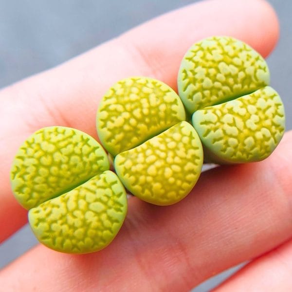 Lithops Julii Lime Green (1.9 - 1.95cm)