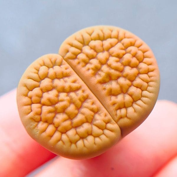 Lithops Hookeri (2.35cm)