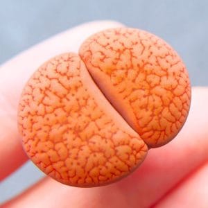 Lithops Aucampiae Koelemanii (2.6cm)