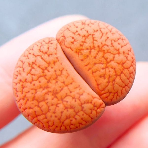 Lithops Aucampiae Koelemanii (2.6cm)