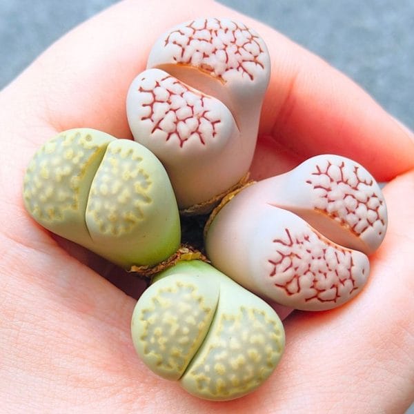 Lithops Julii Yellow and Pink 2h (4.1 - 4.3cm)