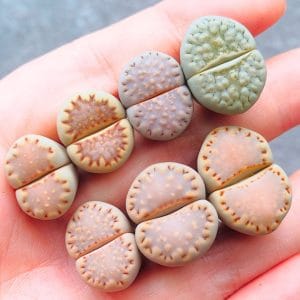 Lithops Julii Assorted (1.65 - 2.2cm)