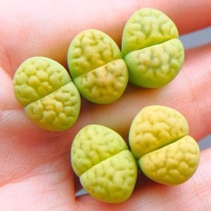 Lithops Avocado (1.25 - 1.4cm)