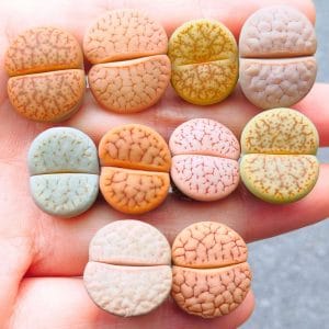 Lithops Pseudotruncatella Assorted (1.7 - 2.05cm)