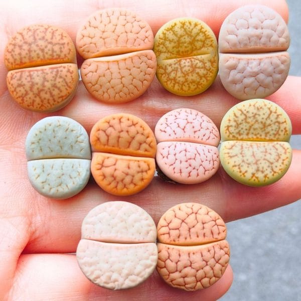 Lithops Pseudotruncatella Assorted (1.7 - 2.05cm)