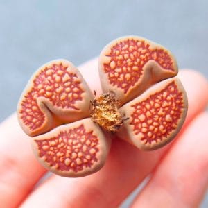 Lithops Kikushogyoku 2h Mutation (3cm)