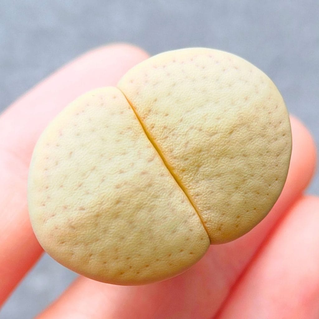 Lithops Vallis-Mariae (2.85cm)