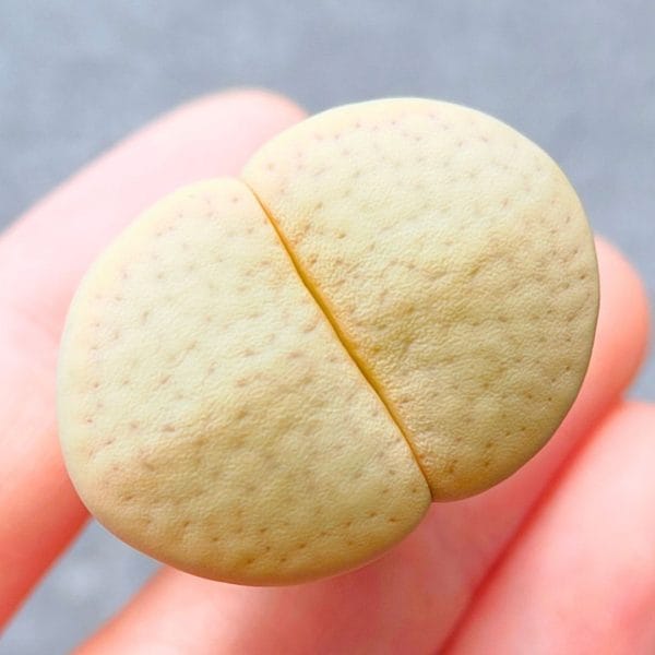 Lithops Vallis-Mariae (2.85cm)