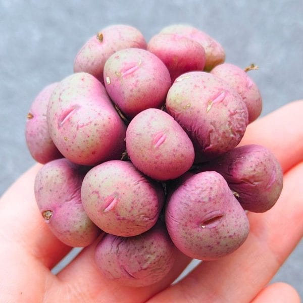 Conophytum Purple Cluster 14h (6cm)