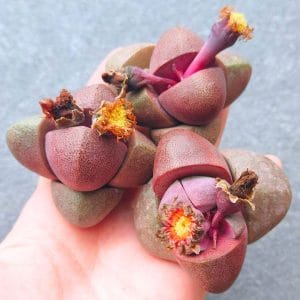 Pleiospilos Nelii Royal Flush (5.5 - 5.8cm)