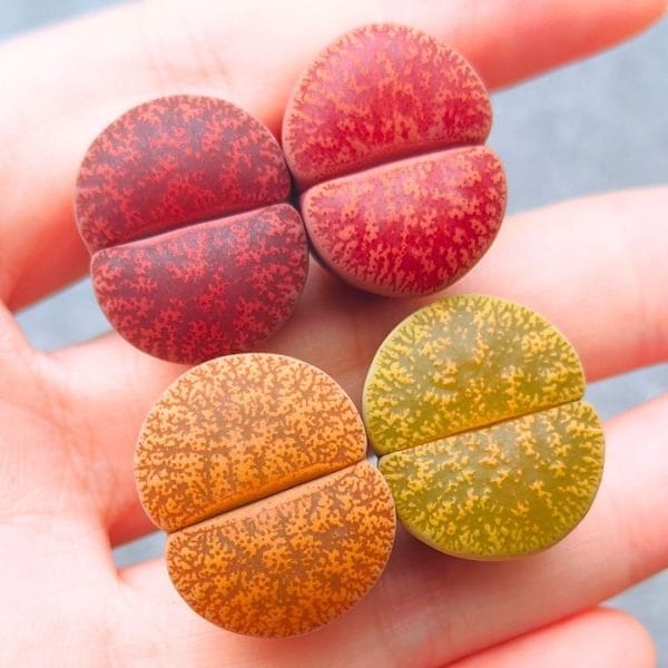 Lithops Lesliei Assorted (2 - 2.2cm)