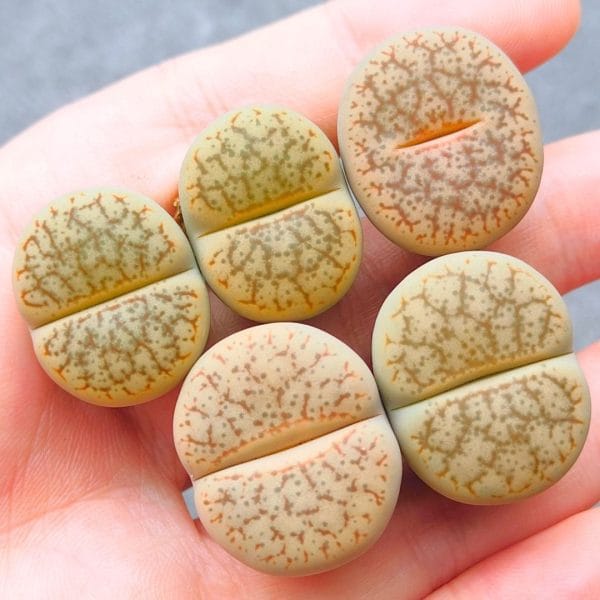 Lithops Pseudotruncatella Yellow-Beige (2.1 - 2.4cm)