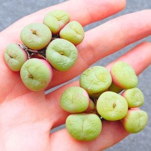 Conophytum Alpine Mint Variegated (4.1 - 4.2cm)
