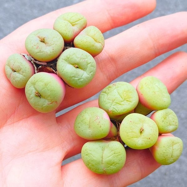 Conophytum Alpine Mint Variegated (4.1 - 4.2cm)