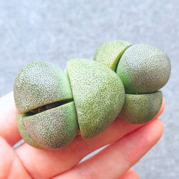 Pleiospilos Nelii 2h "Split Rock" (7cm)