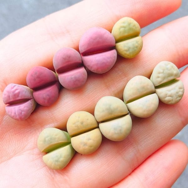 Lithops Meyeri (1.1 - 1.3cm)