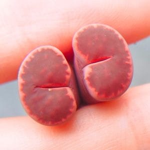 Lithops Pink Ironstone 2h (2cm)