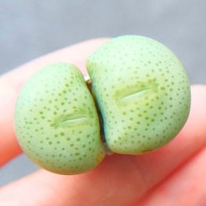 Conophytum Wettsteinii 2h (3.1cm)