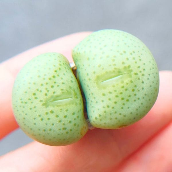 Conophytum Wettsteinii 2h (3.1cm)