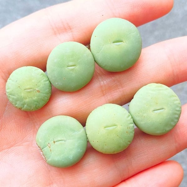 Conophytum Vanzylii (1.5 - 1.7cm)